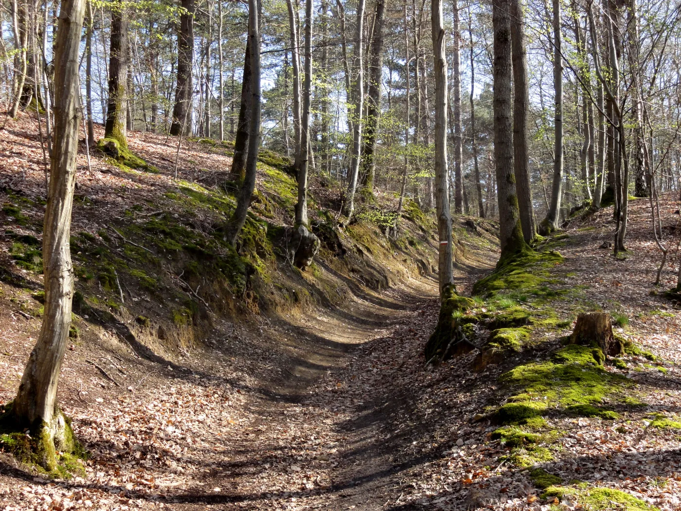 Forêt et cadre nature près du Château de Ravenel pour un EVJF ou EVG chic nature